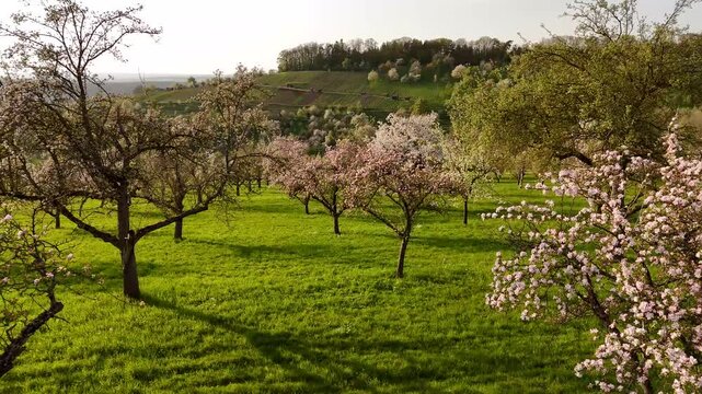 Bl&uuml;hende Streuobstwiese bei Linsenhofen im Fr&uuml;hling &ndash; Natur pur im Albvorland.
Bunte Bl&uuml;ten, summende Insekten und sanfte H&uuml;gellandschaft unter blauem Fr&uuml;hlingshimmel &ndash; ein lebendiges St&uuml;ck Kulturland