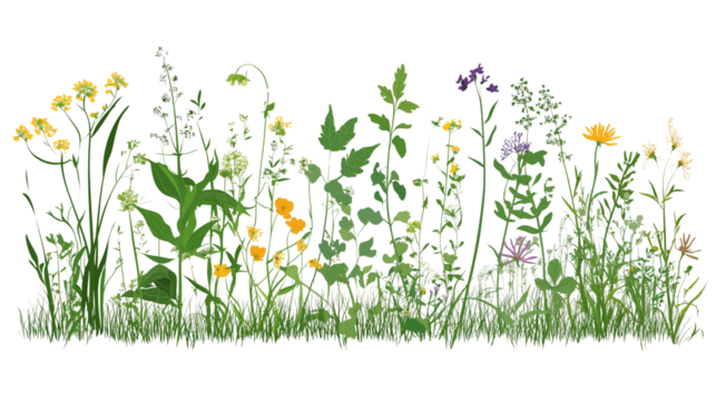 Field of small wild Asteraceae blossoms with a vintage tractor in the on transparent png background. Ai generated