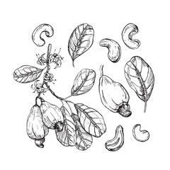 Cashew collection of hand drawn ink vector illustrations. Whole nuts, fruit, branch, flowers and leaves. Set of objects for label design
