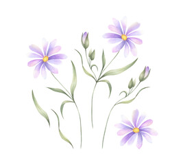 Wildflower with lilac purple petals, buds, yellow core and green leaves. Hand drawn floral watercolor isolated illustration set of field plant. Drawing of meadow flower for fabric print and postcard