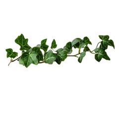 Lush Green Ivy Vine Isolated on Black Background,