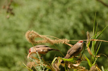 Common waxbills Estrilda astrild. Maspalolmas. Gran Canaria. Canary Islands. Spain.
