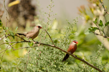 Common waxbills Estrilda astrild. Maspalolmas. Gran Canaria. Canary Islands. Spain.
