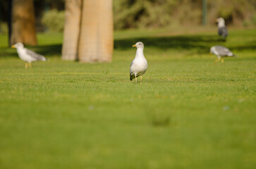 Yellow-legged gulls Larus michahellis atlantis on a golf course. Meloneras Golf. Gran Canaria....