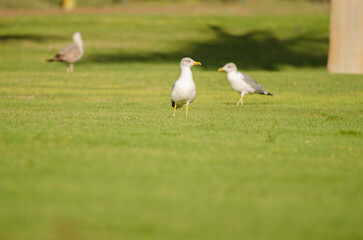 Yellow-legged gulls Larus michahellis atlantis on a golf course. Meloneras Golf. Gran Canaria. Canary Islands. Spain.
