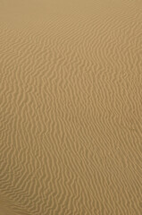 Detail of a dune. Special Natural Reserve of the Maspalomas Dunes. Maspalomas. Gran Canaria. Canary Islands. Spain.
