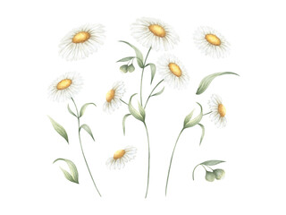 Chamomile wildflower with three flowers, buds and green leaves. Hand drawn floral watercolor isolated illustration set of field plant. Sketch of meadow flower for fabric print, packaging and postcard