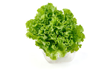 Lettuce Salad leaves, isolated on white background.