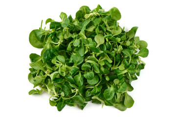 Fototapeta premium Lambs lettuce, corn salad, isolated on white background.