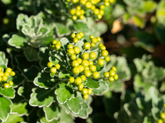 Budding Chrysanthemum pacificum in Bright Sunlight