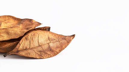 dry leaf on a white