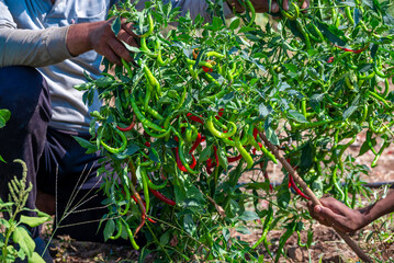 Green chili pepper plant on field agriculture in garden. Chili peppers ready to the fields.