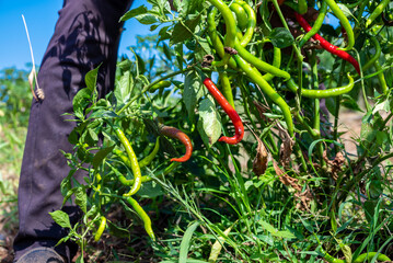 Green chili pepper plant on field agriculture in garden. Chili peppers ready to the fields.