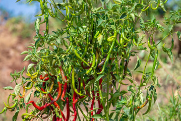 Green chili pepper plant on field agriculture in garden. Chili peppers ready to the fields.