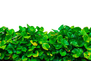 Transparent tropical green leaves border isolated on PNG background. Fresh nature foliage for eco-friendly design, decoration, or organic concept.