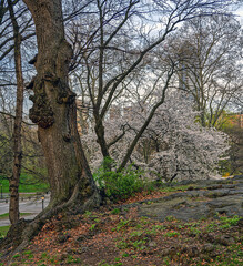Central Park in spring