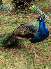 Fototapeta premium pfau vogel natur tier zoo