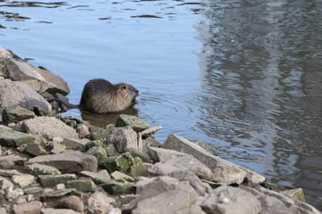 Nutria on the rocks 