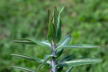 Obraz premium pflanze natur blume