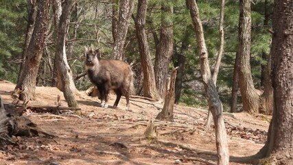 한국,산양,천연기념물,멸종위기야생동물,Korea, Mountain Ocean, Natural Monument, Endangered Wildlife
