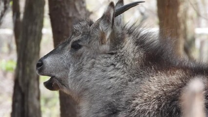 한국,산양,천연기념물,멸종위기야생동물,Korea, Mountain Ocean, Natural Monument, Endangered Wildlife