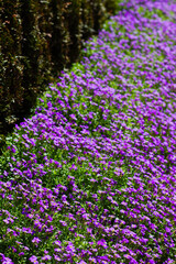 Naklejka premium Purple flowers carpet a garden bed next to dark green foliage