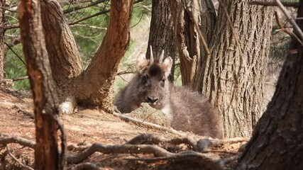 한국,산양,천연기념물,멸종위기야생동물,Korea, Mountain Ocean, Natural Monument, Endangered Wildlife