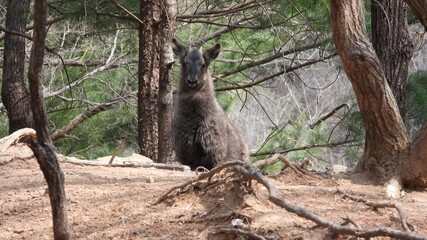 한국,산양,천연기념물,멸종위기야생동물,Korea, Mountain Ocean, Natural Monument, Endangered Wildlife
