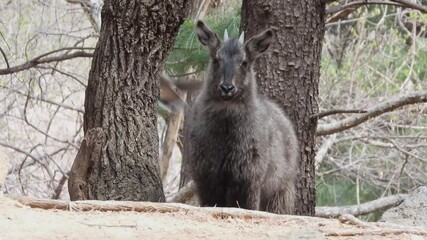 한국,산양,천연기념물,멸종위기야생동물,Korea, Mountain Ocean, Natural Monument, Endangered Wildlife