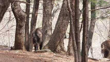 한국,산양,천연기념물,멸종위기야생동물,Korea, Mountain Ocean, Natural Monument, Endangered Wildlife