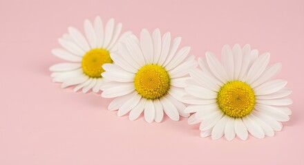 Obraz premium Beautiful white daisies, a floral symbol of summer nature