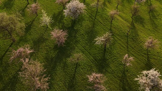 Luftaufnahme einer bl&uuml;henden Streuobstwiese im Albvorland &ndash; Fr&uuml;hling in warmem Sonnenlicht.
Sanfte H&uuml;gel, leuchtende Bl&uuml;ten und goldene Sonnenstrahlen zeigen die Sch&ouml;nheit der Kulturlandschaft.