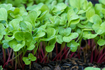 A patch of sprouting radish