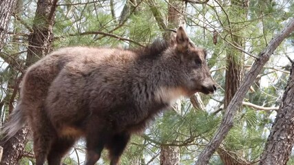 한국,산양,천연기념물,멸종위기야생동물,Korea, Mountain Ocean, Natural Monument, Endangered Wildlife