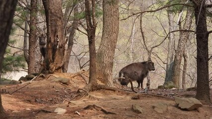 한국,산양,천연기념물,멸종위기야생동물,Korea, Mountain Ocean, Natural Monument, Endangered Wildlife