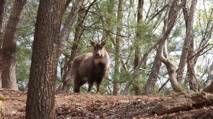 한국,산양,천연기념물,멸종위기야생동물,Korea, Mountain Ocean, Natural Monument, Endangered Wildlife