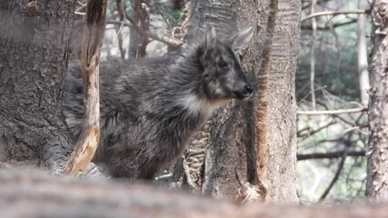 한국,산양,천연기념물,멸종위기야생동물,Korea, Mountain Ocean, Natural Monument, Endangered Wildlife