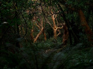 Orange red Fuchsia excorticata tree bark in lush green tropical rainforest vegetation of Peel Forest Scenic Reserve park New Zealand