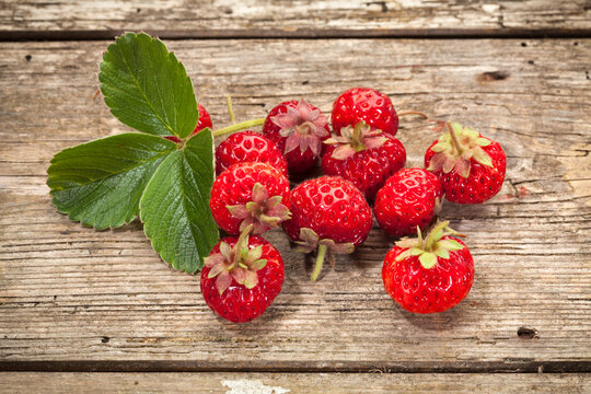 Vintage garden strawberry cultivar Mieze Schindler, also called Framberry or Strasberry