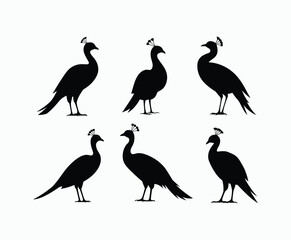 Obraz premium Simple Peacock Silhouette Collection Vector Template