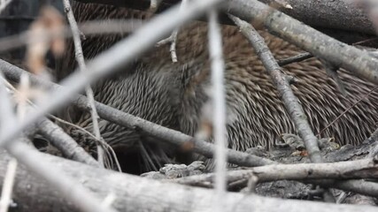 한국,수달,천연기념물,멸종위기야생동물,Korea, Otter, Natural Monument, Endangered Wildlife
