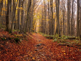 Fototapeta premium autumn in the forest
