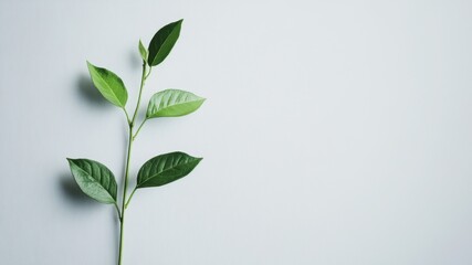 Fototapeta premium A green plant with leaves against a white background.