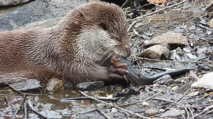 한국,수달,천연기념물,멸종위기야생동물,Korea, Otter, Natural Monument, Endangered Wildlife