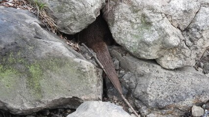 한국,수달,천연기념물,멸종위기야생동물,Korea, Otter, Natural Monument, Endangered Wildlife