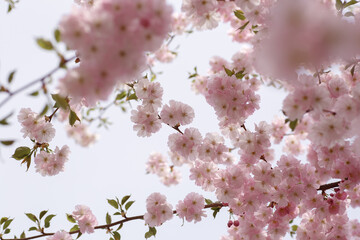 Japanese cherry or Prunus serrulata blooming branches closeup with on a blue sky background. Horizontal spring nature photography. Flower postcard