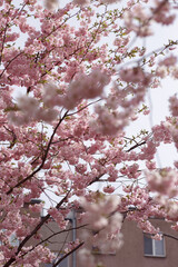 Japanese cherry or Prunus serrulata blooming branches closeup with on city background. Vertical spring park photography. Flower postcard