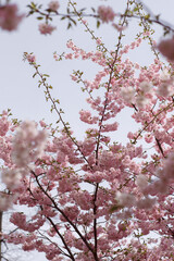 Japanese cherry or Prunus serrulata blooming branches closeup with on a blue sky background. Vertical spring nature photography. Flower postcard