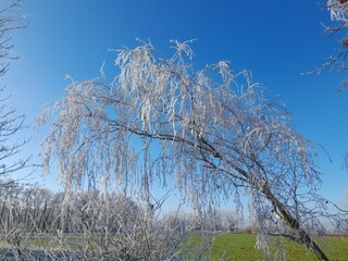 Busch, Strauch, Himmel, Natur, Winter