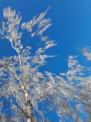 Baum, Raureif, Winter, Himmel, Natur